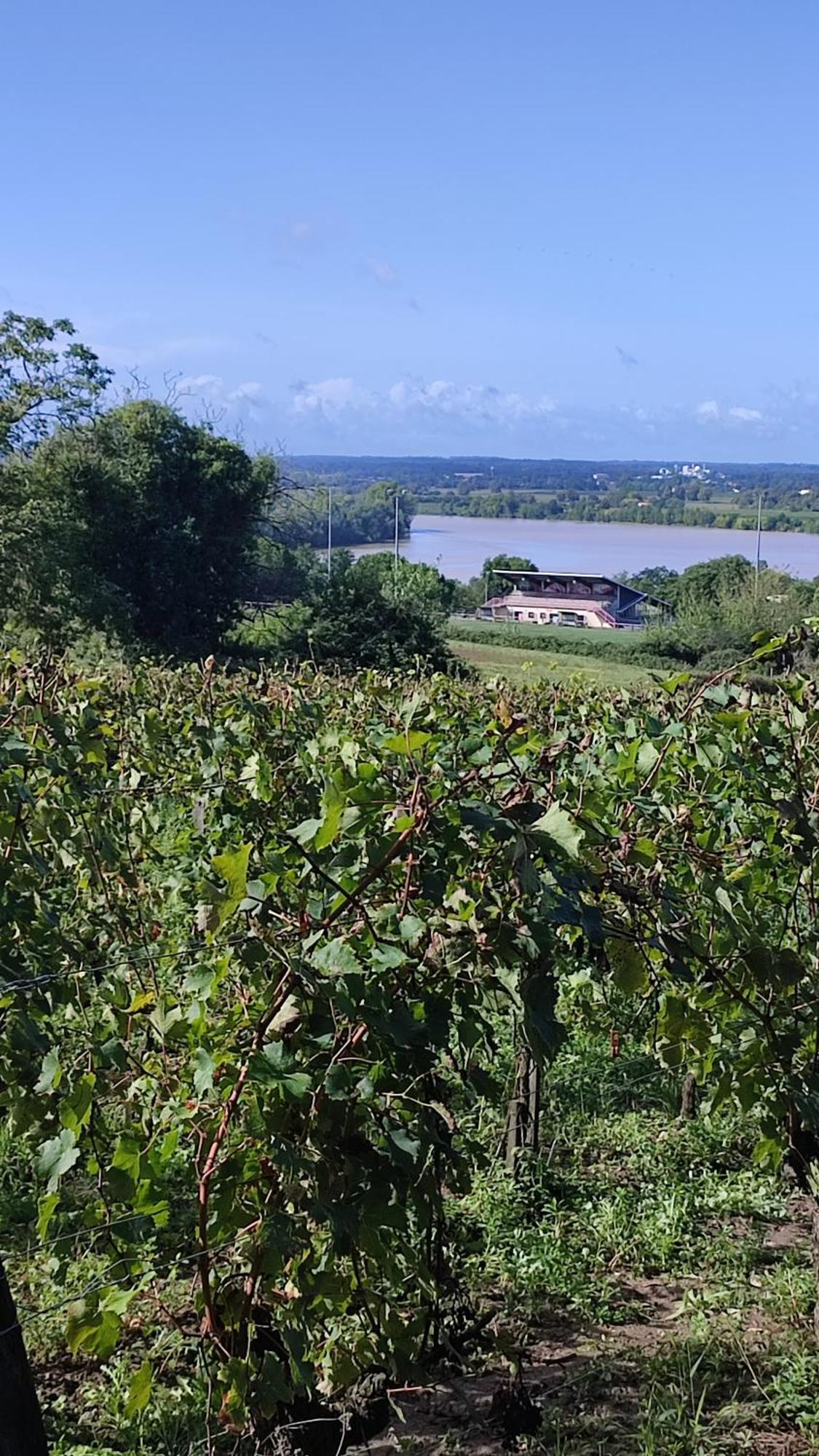 Maison Charmeilles - La Suite Pomerol Fronsac  エクステリア 写真